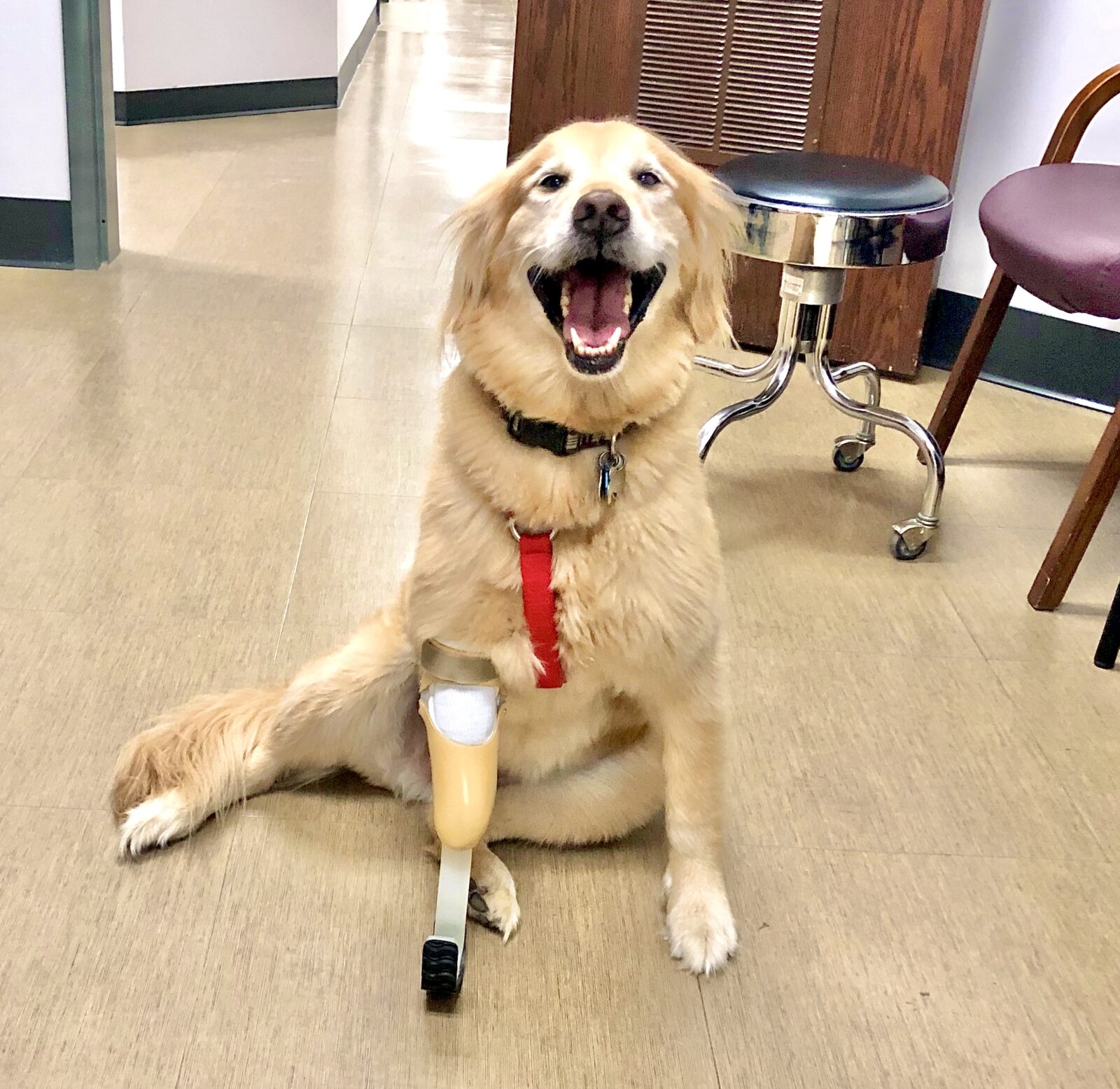 Golden Retriever sitting with prosthetic dog leg