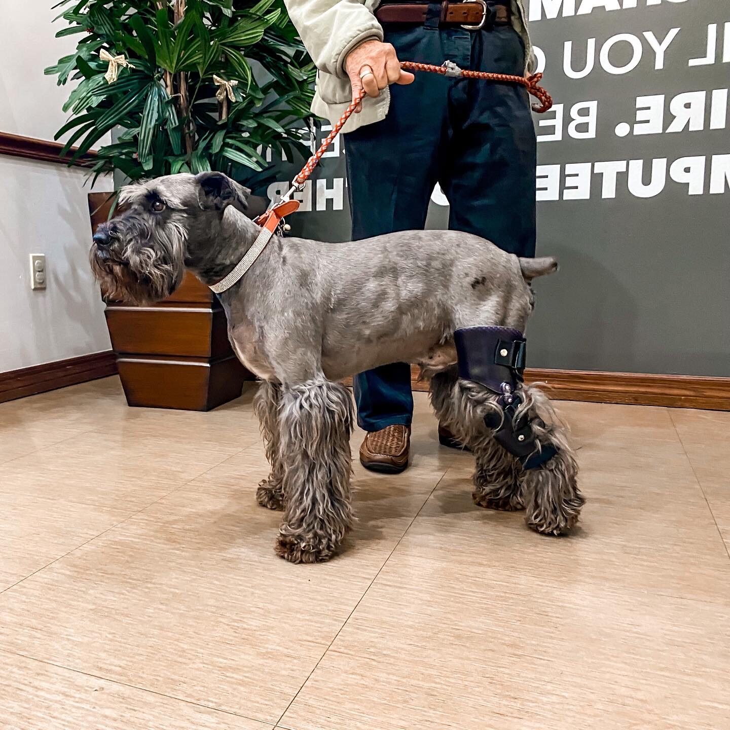 gray schnauzer dog standing with leg brace on hind leg.