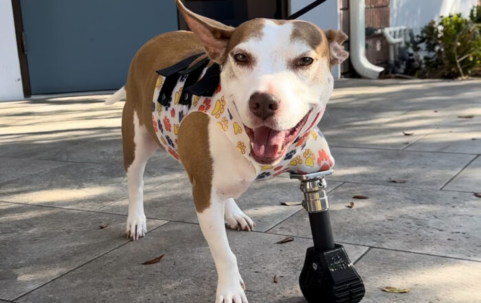 SMALL WHITE AND BROWN DOG WITH FRONT LEFT PROSTHETIC LEG, ON A LEASH, STANDING IN FRONT OF A DOOR.